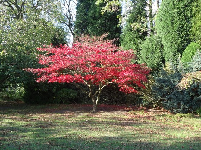 Acer