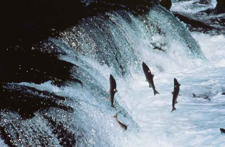 Salmon