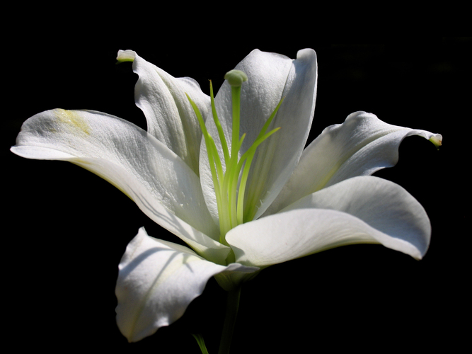 Lily